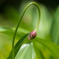 Alpine leek in summer Carpathian mountains