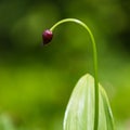 Alpine leek in summer Carpathian mountains Royalty Free Stock Photo