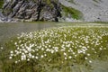 Alpine Linaigrette flower on the cow lake, Vanoise national Park, France Royalty Free Stock Photo