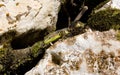 Alpine lizard among the rocks