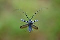 Alpine longhorn beetle flying in summertime nature Royalty Free Stock Photo