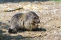 Alpine marmot baby is eating on the ground