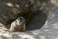 Alpine marmot baby at its hole entrance