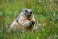 Alpine marmot with a carrot in the claws making a warning cry