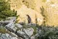 Alpine marmot between flowers Royalty Free Stock Photo