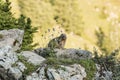 Alpine marmot between flowers Royalty Free Stock Photo