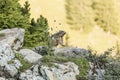 Alpine marmot between flowers Royalty Free Stock Photo