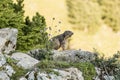 Alpine marmot between flowers Royalty Free Stock Photo