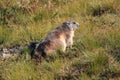 Alpine marmot Royalty Free Stock Photo