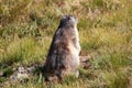 Alpine marmot Royalty Free Stock Photo
