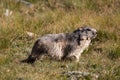 Alpine marmot Royalty Free Stock Photo