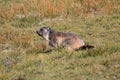 Alpine marmot Royalty Free Stock Photo