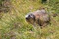 Alpine marmot