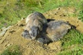 Alpine marmot