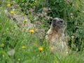 Alpine Marmot on guard Royalty Free Stock Photo