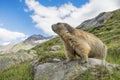Alpine marmot on the look out standing on a stone looking over the mountains Royalty Free Stock Photo