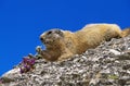 Alpine Marmot, marmota marmota, Adult eating Flower, French Alps