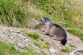 Alpine Marmot (Marmota marmota)