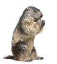 Alpine Marmot - Marmota marmota (4 years old) Royalty Free Stock Photo