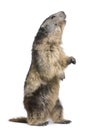 Alpine Marmot - Marmota marmota (4 years old)