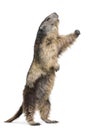 Alpine Marmot - Marmota marmota (4 years old)