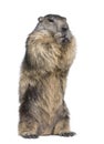 Alpine Marmot - Marmota marmota (4 years old) Royalty Free Stock Photo