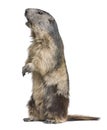 Alpine Marmot - Marmota marmota (4 years old) Royalty Free Stock Photo