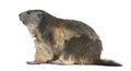 Alpine Marmot - Marmota marmota (4 years old) Royalty Free Stock Photo