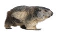 Alpine Marmot - Marmota marmota (4 years old) Royalty Free Stock Photo