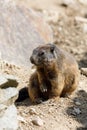 Alpine marmot Marmota marmota latirostris on the rock Royalty Free Stock Photo