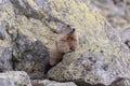 Alpine marmot Marmota marmota latirostris in the wild. Tatra Mountains Royalty Free Stock Photo