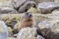 Alpine marmot Marmota marmota latirostris in the wild. Tatra Mountains Royalty Free Stock Photo