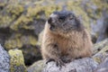 Alpine marmot Marmota marmota latirostris in the wild. Tatra Mountains Royalty Free Stock Photo