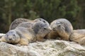 Alpine marmot, Marmota Marmota, one of the big rodents Royalty Free Stock Photo