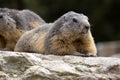 Alpine marmot, Marmota Marmota, one of the big rodents Royalty Free Stock Photo