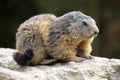 Alpine marmot, Marmota Marmota, one of the big rodents Royalty Free Stock Photo