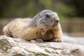 Alpine marmot, Marmota Marmota, one of the big rodents Royalty Free Stock Photo