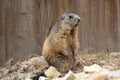 Alpine marmot, Marmota Marmota, one of the big rodents Royalty Free Stock Photo