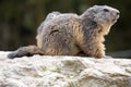 Alpine marmot, Marmota Marmota, one of the big rodents Royalty Free Stock Photo