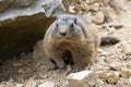 Alpine marmot, Marmota Marmota, one of the big rodents Royalty Free Stock Photo