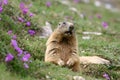 Alpine Marmot (Marmota marmota) in spring. Royalty Free Stock Photo