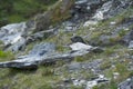 Alpine Marmot Marmota Marmota Switzerland Alps Mountains