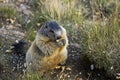 Alpine marmot Royalty Free Stock Photo