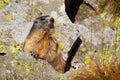 Alpine marmot standing on rock during the summertime. Royalty Free Stock Photo