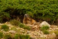 Alpine marmot, Marmot marmot, mountain mammal on the meadow, Spain