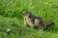 Alpine marmot Royalty Free Stock Photo