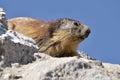 Alpine marmot on rock Royalty Free Stock Photo