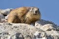 Alpine marmot on rock Royalty Free Stock Photo