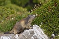 Alpine marmot on rock Royalty Free Stock Photo