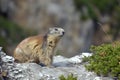 Alpine marmot on rock Royalty Free Stock Photo